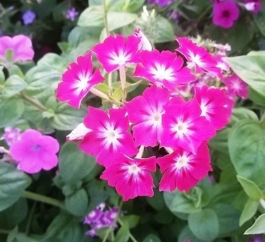 A bunch of pink flowers with white centers