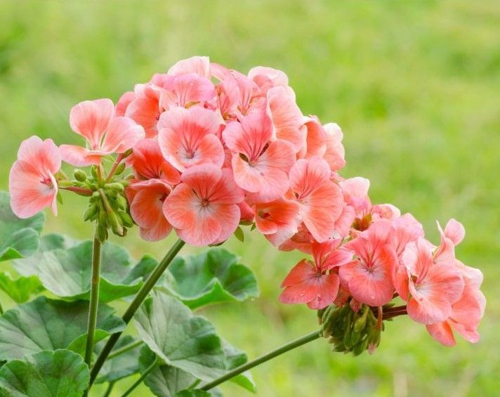A close up of a pink geranium flower with green leaves.