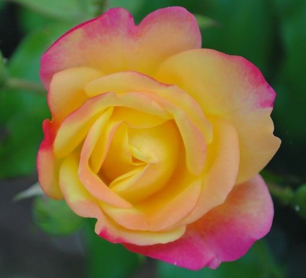 lavendar heirloom rose