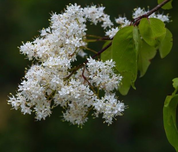 A close up of a bunch of white japanese lilac flowers