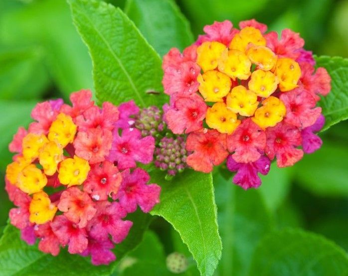 A close up of two colorful flowers with green leaves