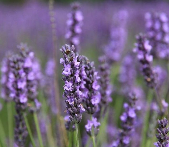 A close up of purple lavender flowers in a field.