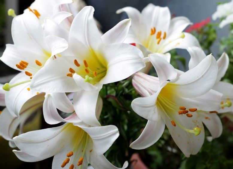 A bunch of white flowers with yellow centers
