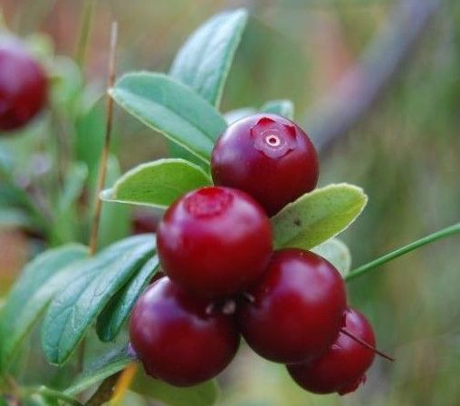 A bunch of red berries growing on a bush with green leaves.