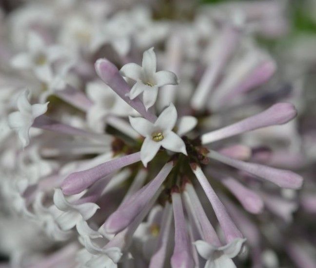 A close up of a bunch of miss kim lilac flowers