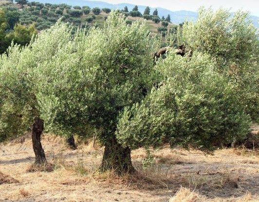 A row of olive trees in a field on a hillside.