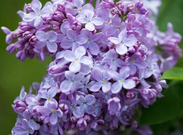 A close up of a bunch of purple lilac flowers
