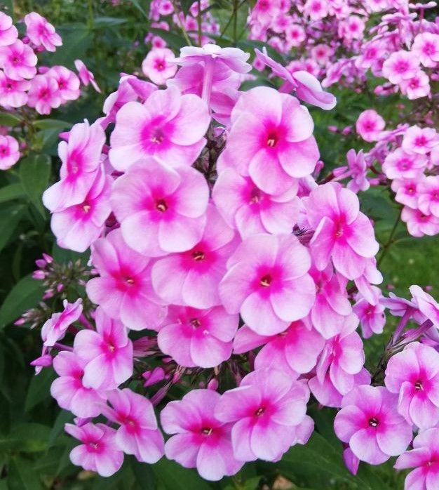 A bunch of pink flowers with green leaves in the background