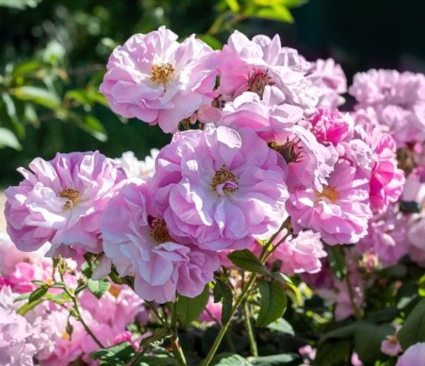 hot pink polyantha rose