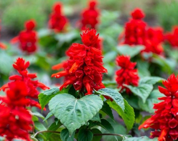 A bunch of red flowers with green leaves in a garden