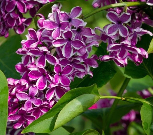 A bunch of purple lilac flowers surrounded by green leaves
