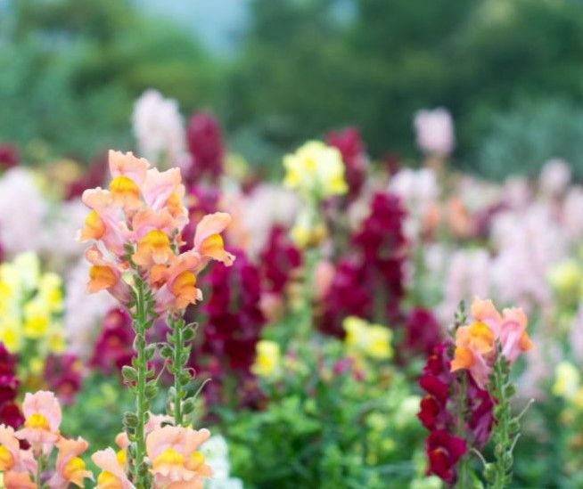 A field of colorful flowers with a blurry background