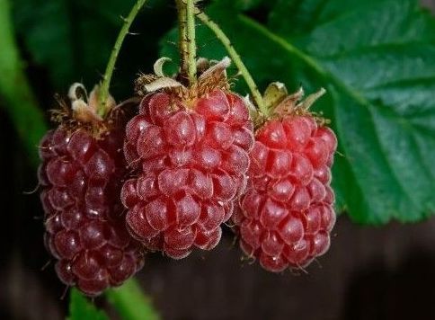 A bunch of tayberries are growing on a tree.