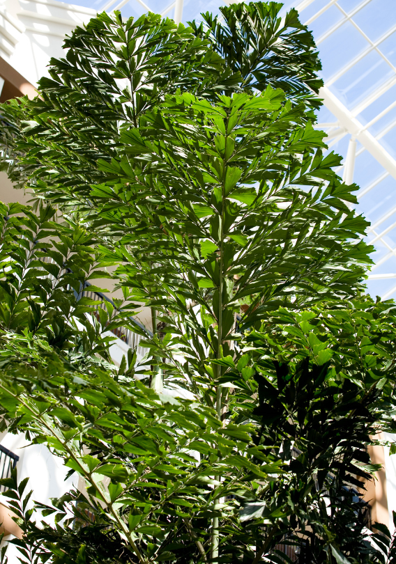 A tree with lots of green leaves against a blue sky