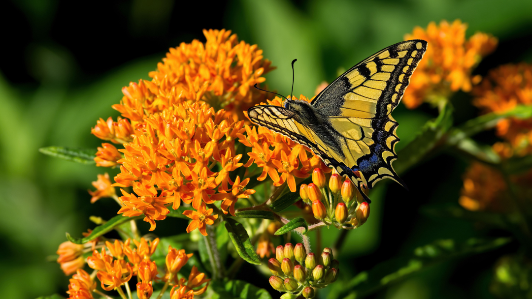 A butterfly is sitting on a flower in a garden.