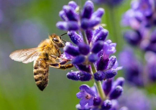bee on a purple flower