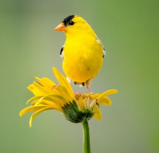 yellow bird on a flower