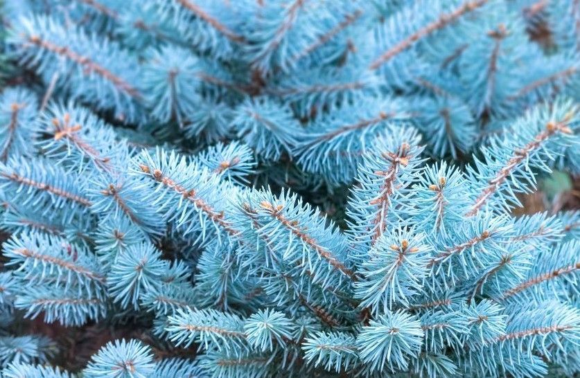 Blue spruce tree branches with light blue needles.