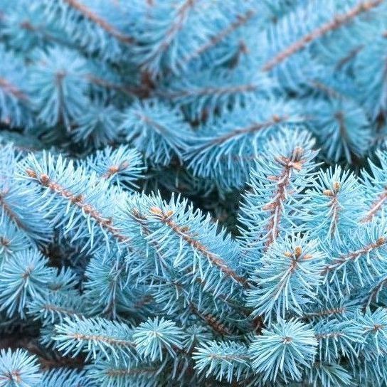 A close up of a blue pine tree with lots of blue needles.