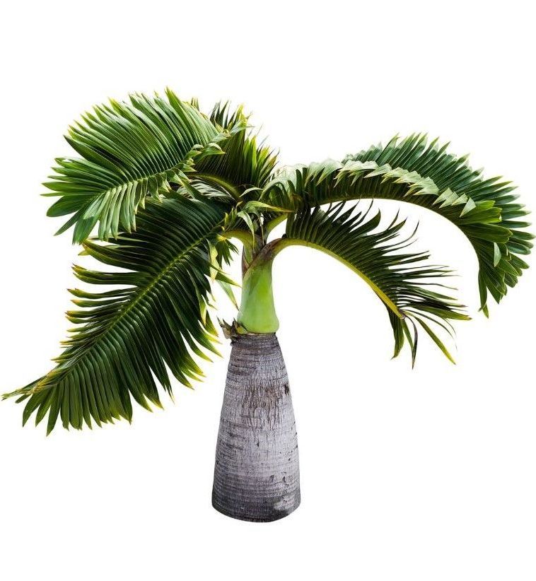 A palm tree with lots of green leaves on a white background