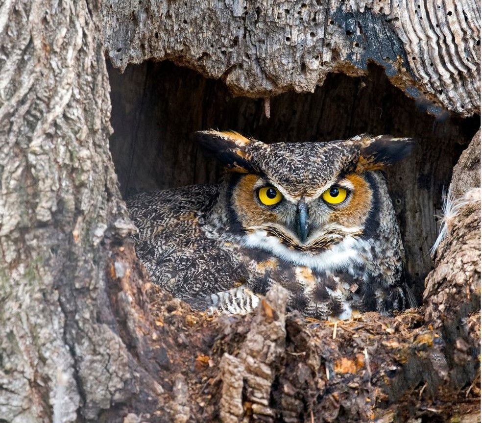 An owl with yellow eyes is sitting in a tree hole