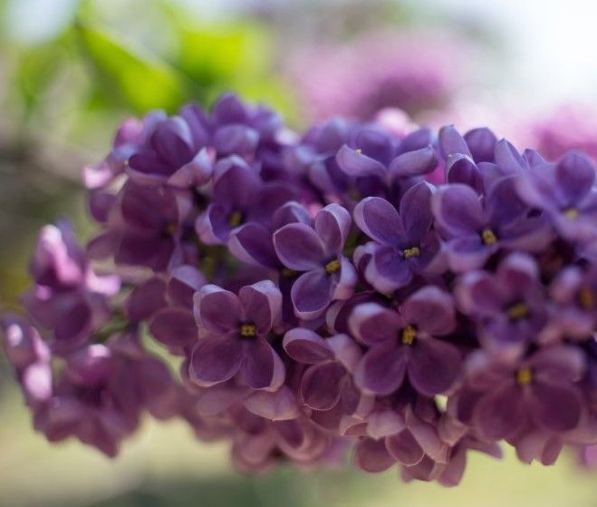 A close up of a bunch of common lilac flowers