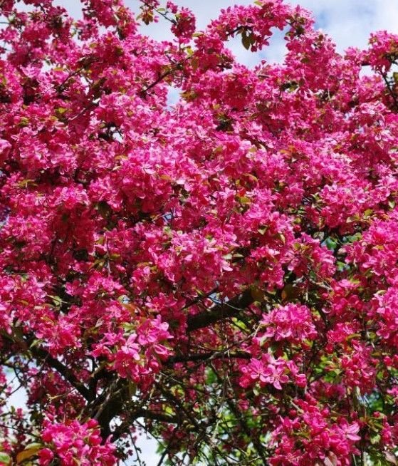 trees with pink flowers 
