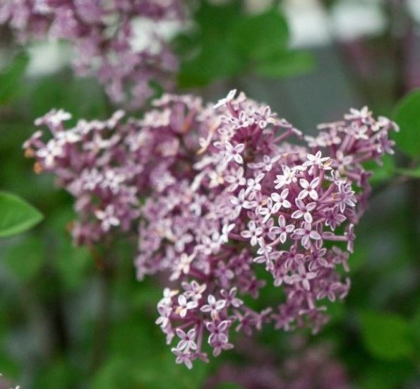 A close up of dwarf korean lilac flowers
