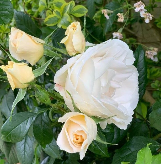 peach floribunda rose