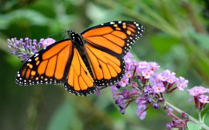 A butterfly on a flower