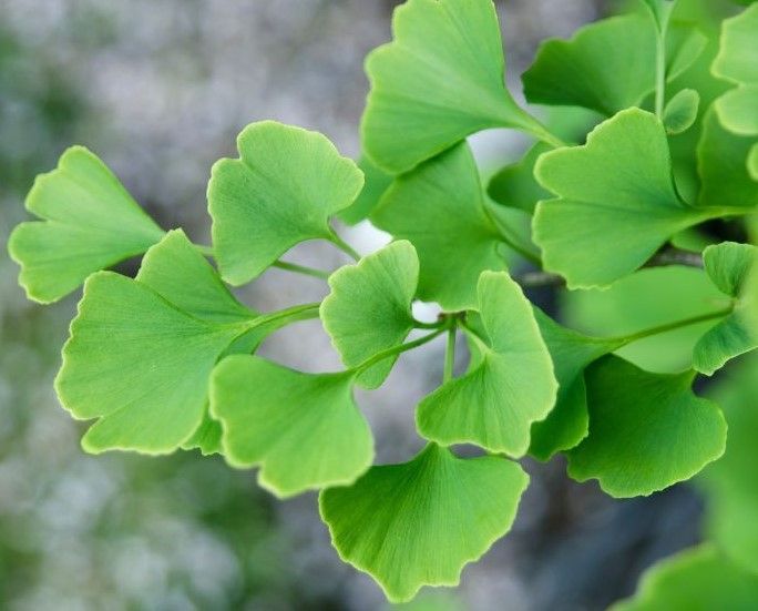 A close up of a plant with green leaves