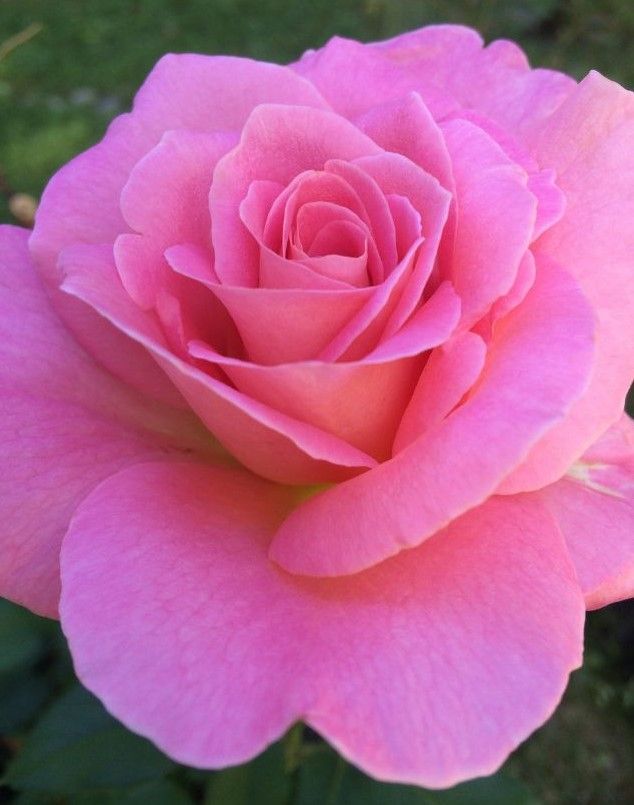 light pink grandiflora rose