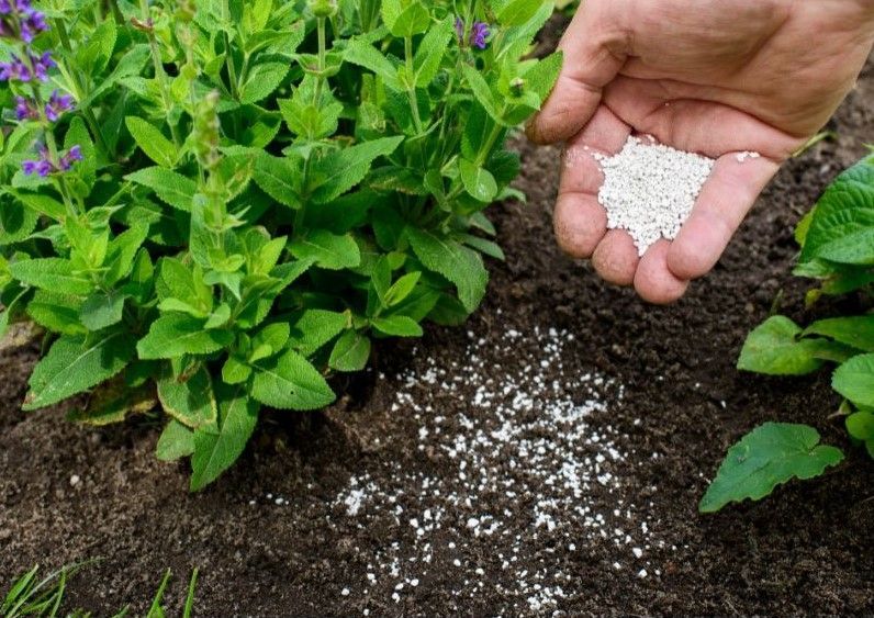 A person is pouring fertilizer into the soil in a garden.