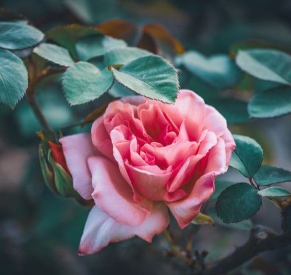 orange and pink hybrid tea rose