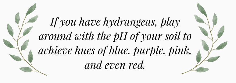 changing hydrangea color