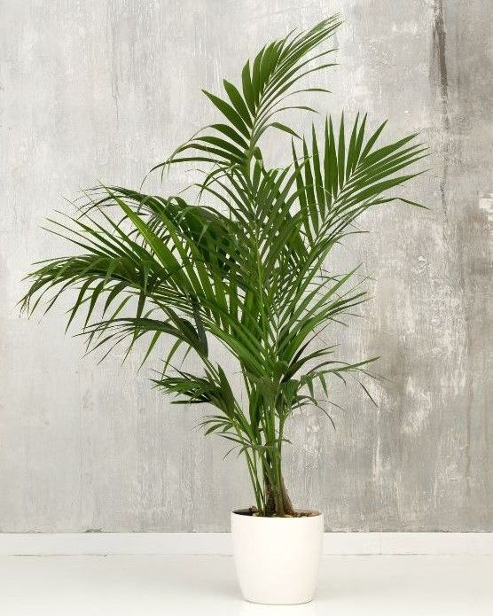 A palm tree in a white pot is sitting on a table.