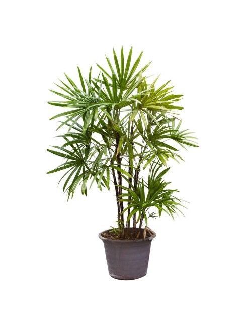 A palm tree in a black pot on a white background.