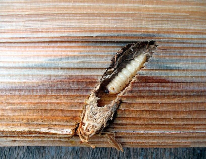 A close up of a bug crawling out of a hole in a piece of wood.