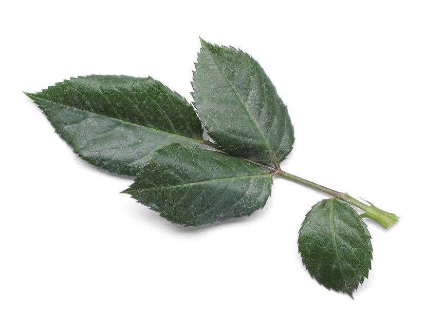 rose leaflets