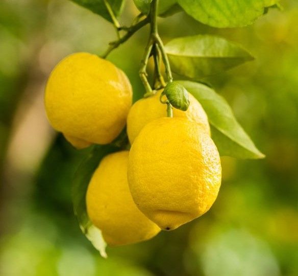 A bunch of lemons are hanging from a tree