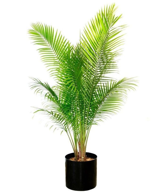 A palm tree in a black pot on a white background.