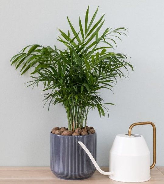 A watering can is next to a potted plant on a table.