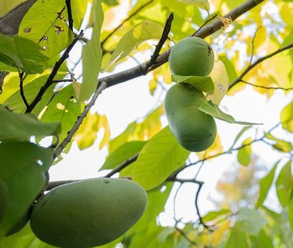 A close up of a fruit hanging from a tree branch.