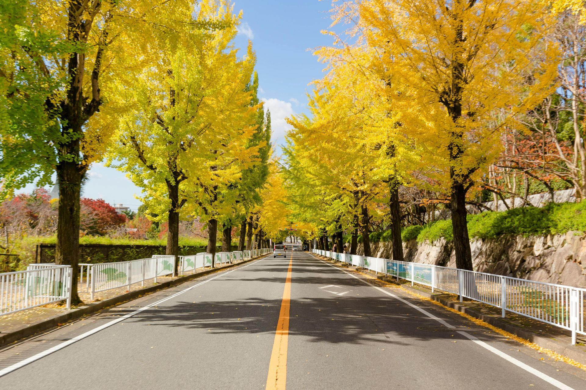 A row of trees on the side of a road with yellow leaves.