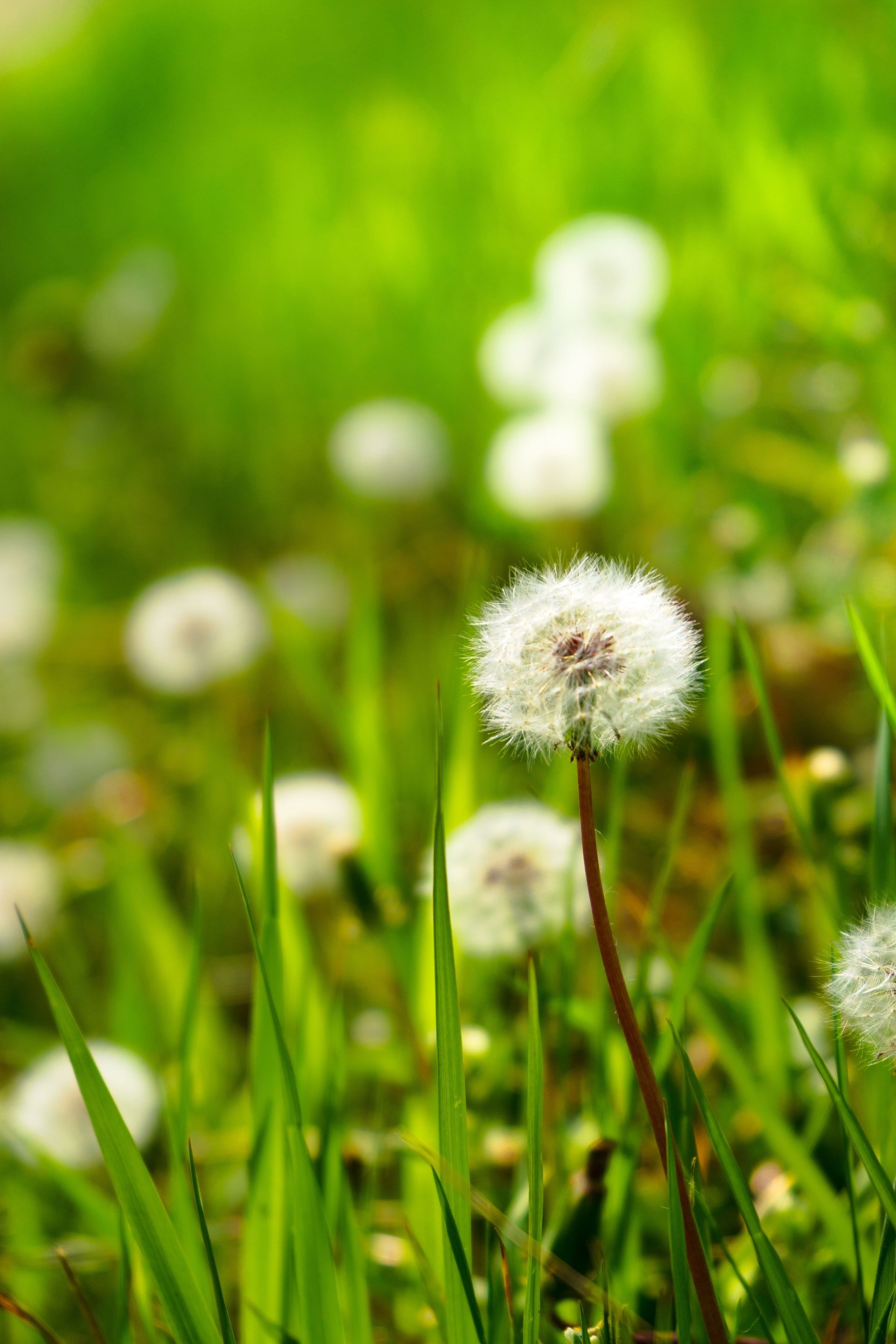 Dandelion seed heads in green grass with blurred yellow flowers in the background