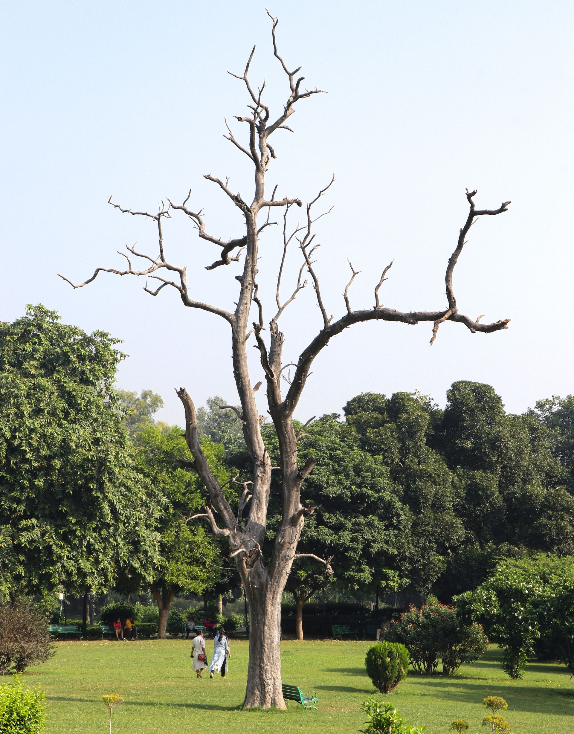 Leafless tree in a green park with a few people in the distance under a bright sky