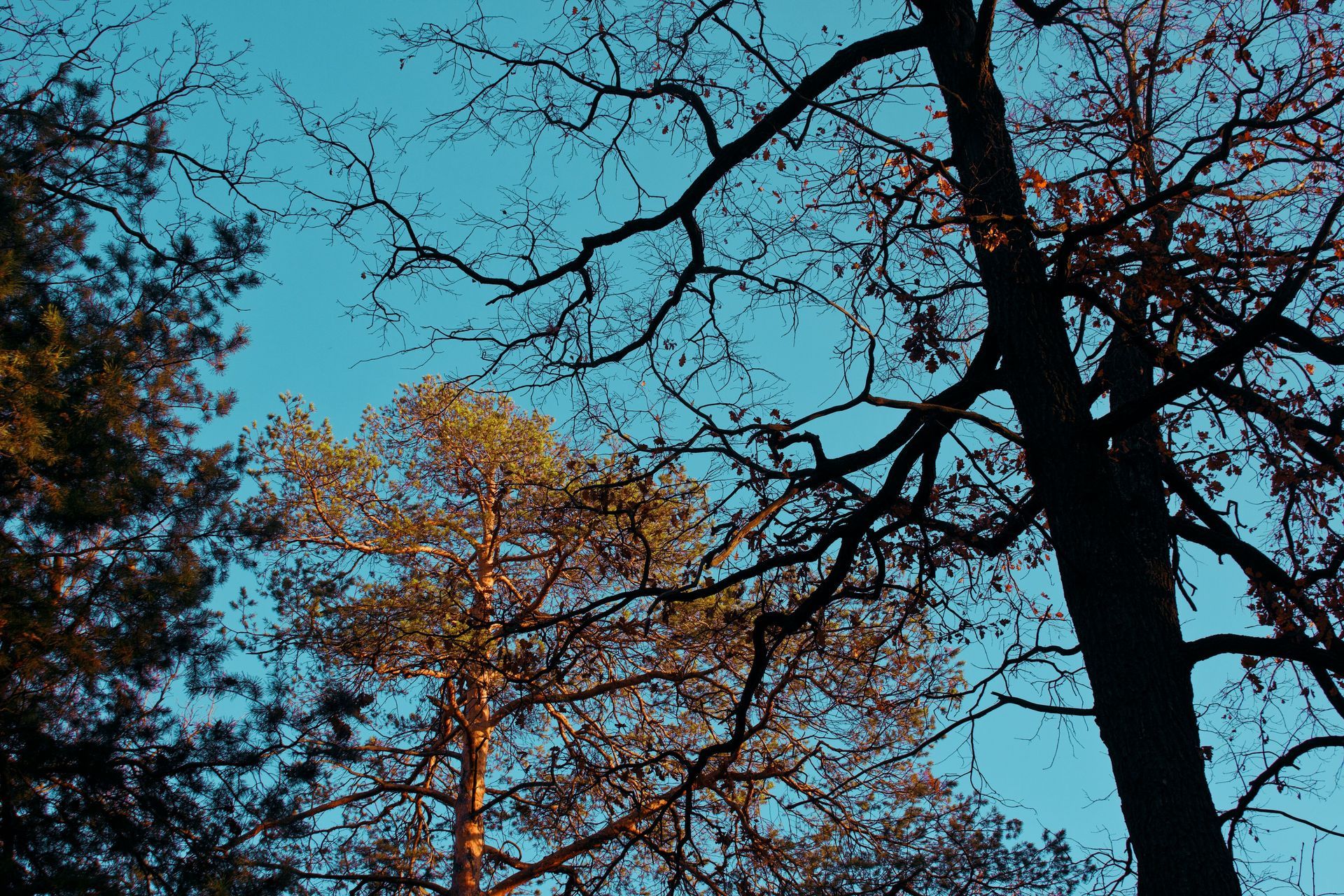Bare tree branches against a bright blue sky, with autumn-colored treetops below
