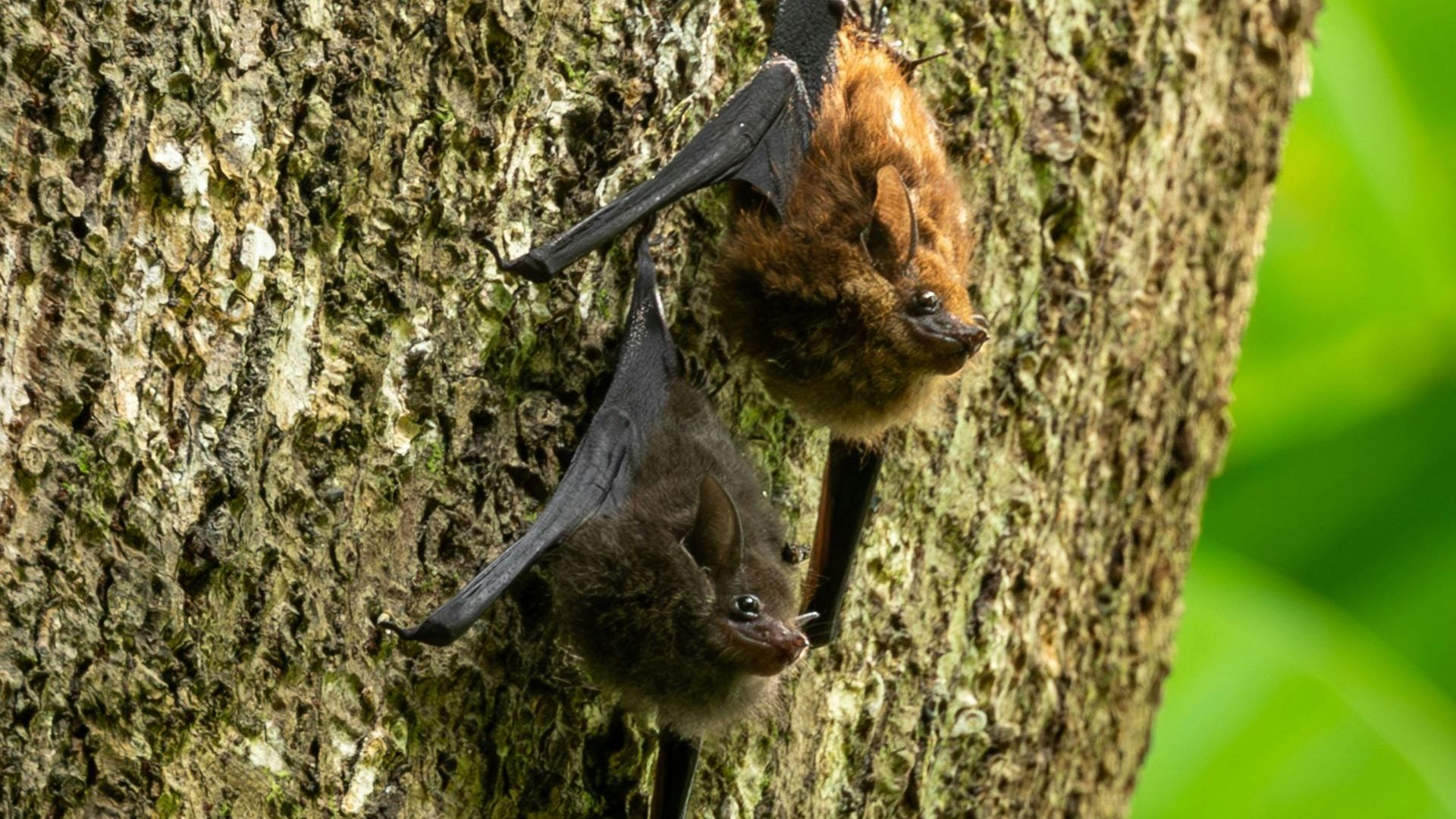 Two bats are hanging from a tree trunk.