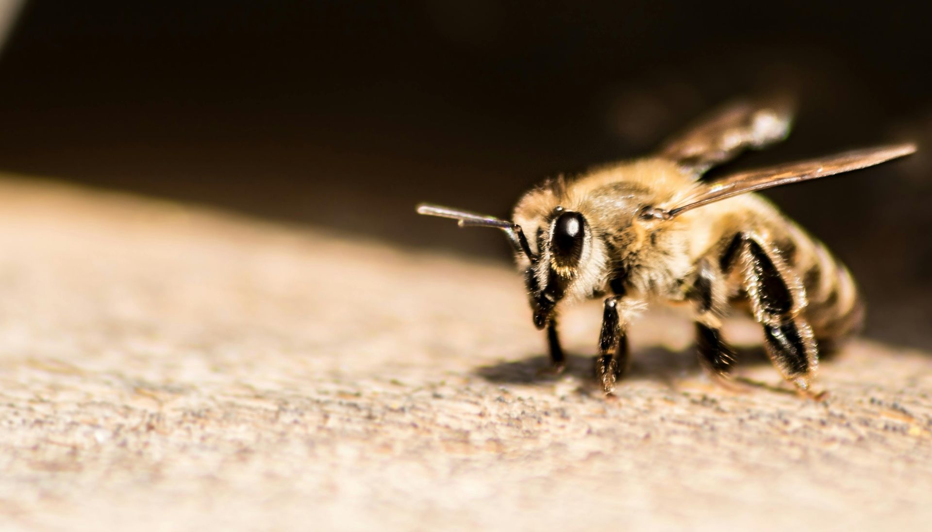 Bee on a stone surface, wings partially spread, looking forward with sunlight illuminating the scene.