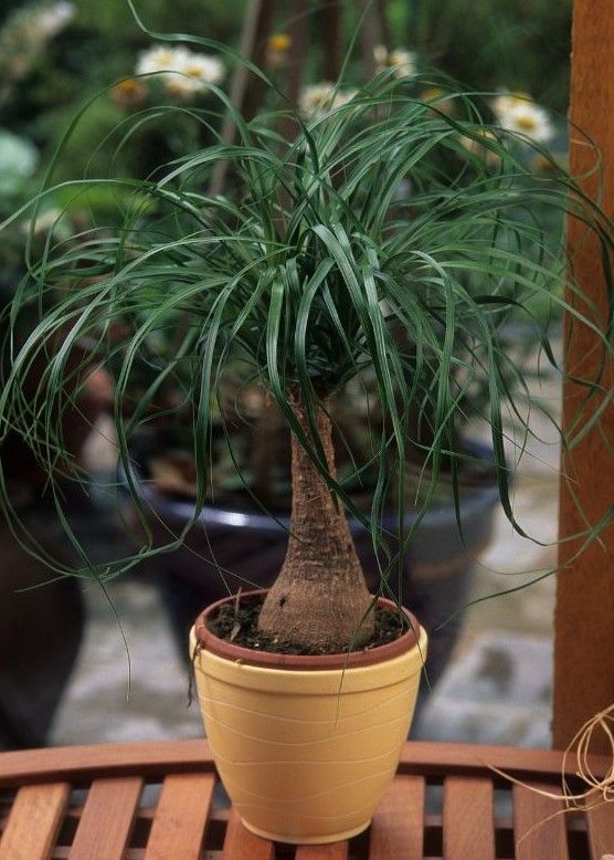 A potted plant is sitting on a wooden table.
